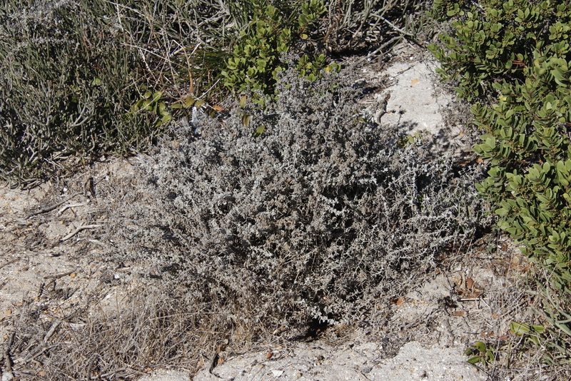 Helichrysum revolutum, photographed by Tony Rebelo