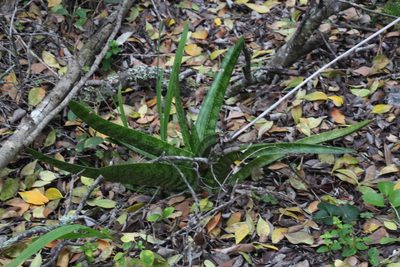 Gasteria acinacifolia, photographed by Tony Rebelo