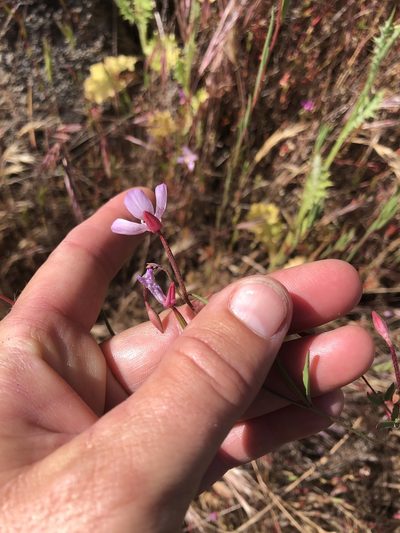Clarkia similis, photographed by Amy Huie