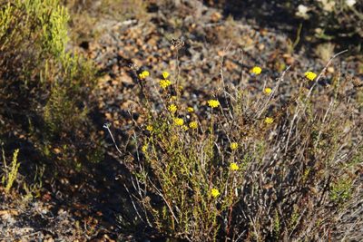 Athanasia juncea, photographed by Tony Rebelo