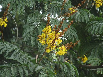 Peltophorum pterocarpum, photographed by Elizabeth Rodríguez Estrada