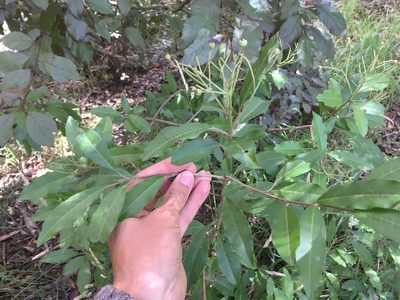 Photinia davidiana, photographed by Jon Sullivan