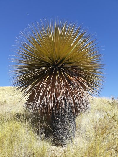 Puya raimondii, photographed by Cristhian Apaza Mamani