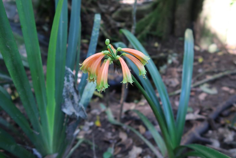 Clivia gardenii, photographed by Presha Soogrim