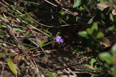 Psoralea plauta, photographed by Tony Rebelo