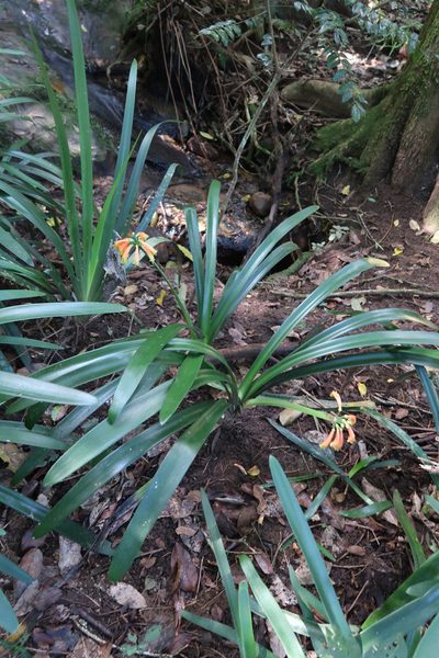 Clivia gardenii, photographed by Presha Soogrim