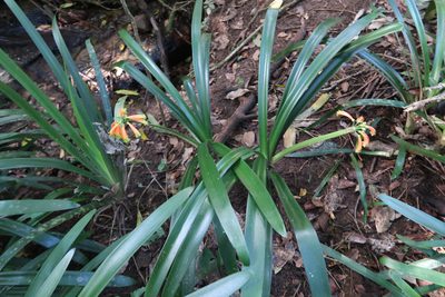 Clivia gardenii, photographed by Presha Soogrim