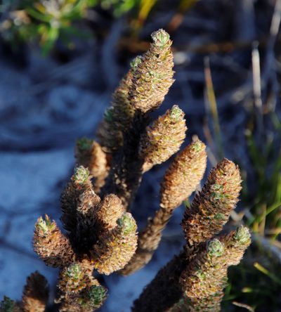 Anthospermum bergianum, photographed by Tony Rebelo