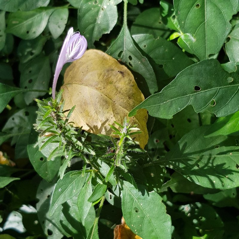 Isoglossa cooperi, photographed by Margaret Burger