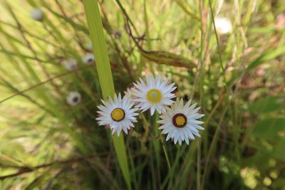 Helichrysum adenocarpum, photographed by Presha Soogrim