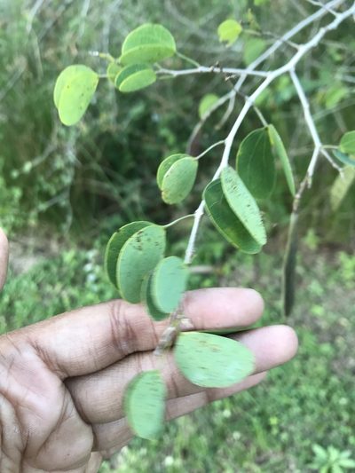 Bauhinia tomentosa, photographed by Presha Soogrim