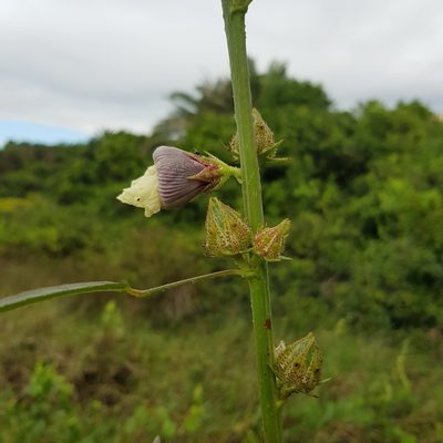 Sabdariffa cannabina, photographed by Margaret Burger