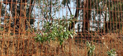 Phytolacca icosandra, photographed by Oscar Esca