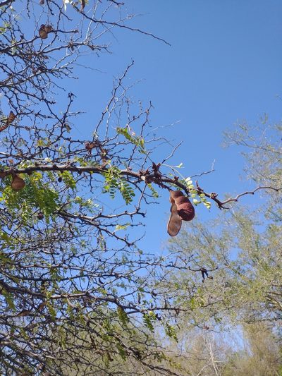 Ebenopsis caesalpinioides, photographed by Juan Cruzado Cortés