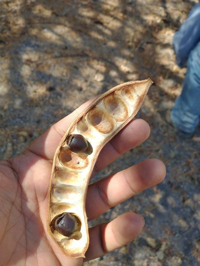 Ebenopsis caesalpinioides, photographed by Juan Cruzado Cortés