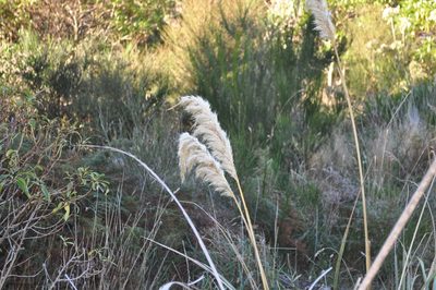 Austroderia toetoe, photographed by Tony Wills