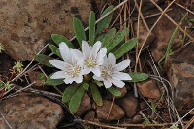 Lewisia brachycalyx, photographed by Todd Boland