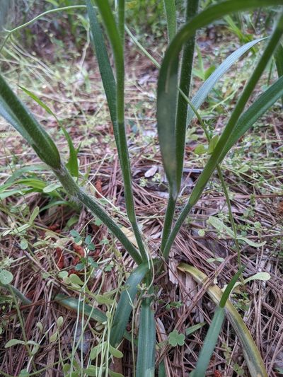 Tradescantia hirsuticaulis, photographed by Briggs Armstrong