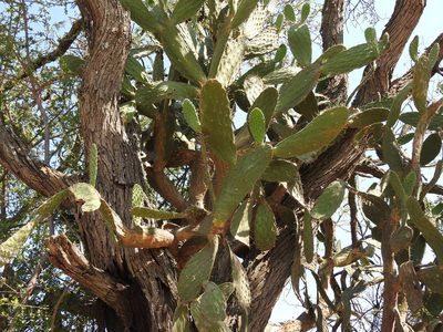 Opuntia jaliscana, photographed by Oscar Alejandro Morales Juárez