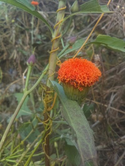 Verbesina crocata, photographed by Jose Antonio Aranda Pineda