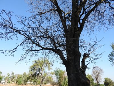 Cedrela dugesii, photographed by Oscar Alejandro Morales Juárez