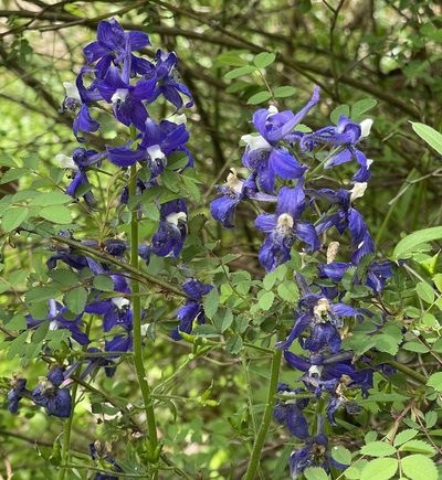 Delphinium trolliifolium, photographed by Barbara Banfield