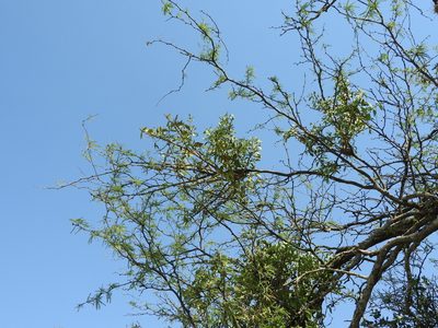 Psittacanthus calyculatus, photographed by Oscar Alejandro Morales Juárez