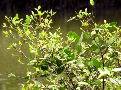 Sonneratia caseolaris, photographed by Abu Hamas