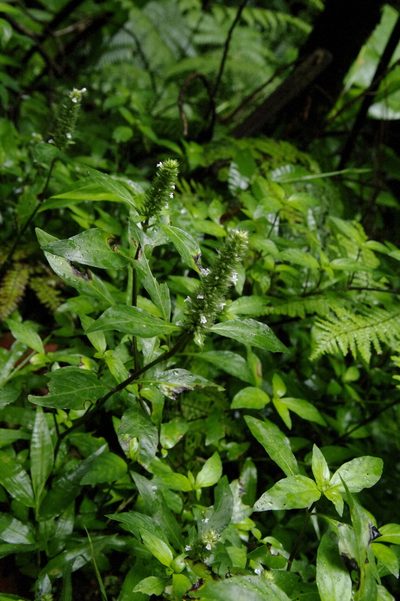 Lepidagathis alopecuroidea, photographed by Eric Knight