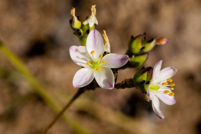 Phemeranthus parviflorus, photographed by Cecelia Alexander