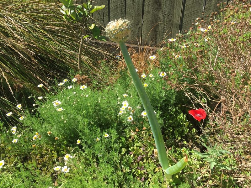 Allium fistulosum, photographed by John Flower