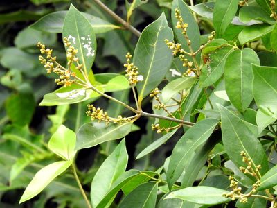 Avicennia alba, photographed by Abu Hamas