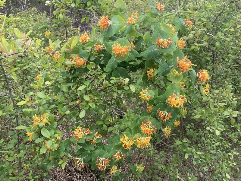 Lonicera flava, photographed by Hill Craddock