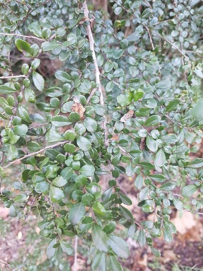 Azara microphylla, photographed by Paula Zermoglio