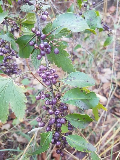 Schinus patagonica, photographed by Paula Zermoglio