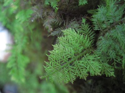 Thuidium cymbifolium, photographed by Eric Knight