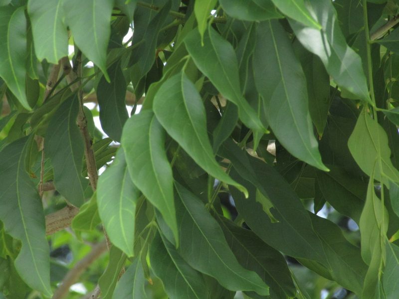 Sapindus saponaria, photographed by Elizabeth Rodríguez Estrada