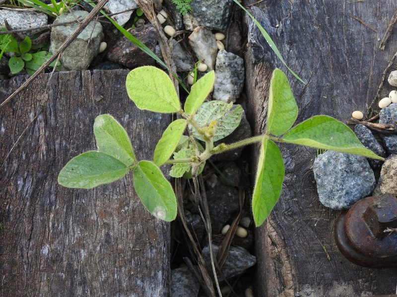 Glycine max, photographed by Eduardo Luis Beltrocco