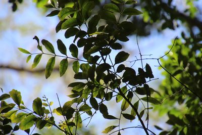 Zanthoxylum davyi, photographed by Tony Rebelo