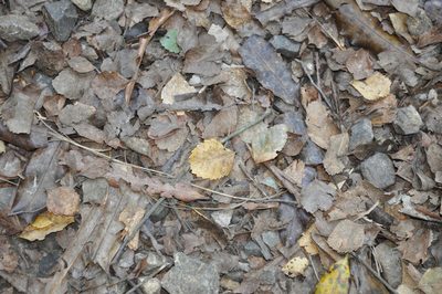 Nothofagus truncata, photographed by Tony Wills
