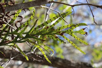 Polypodium ensiforme, photographed by Tony Rebelo