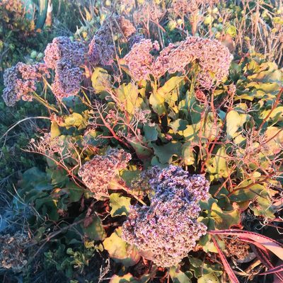 Limonium perezii, photographed by Dagmar Gleiss
