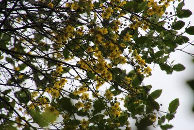 Ochna arborea, photographed by Tony Rebelo