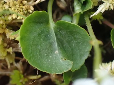Viola macloskeyi, photographed by Ian Manning