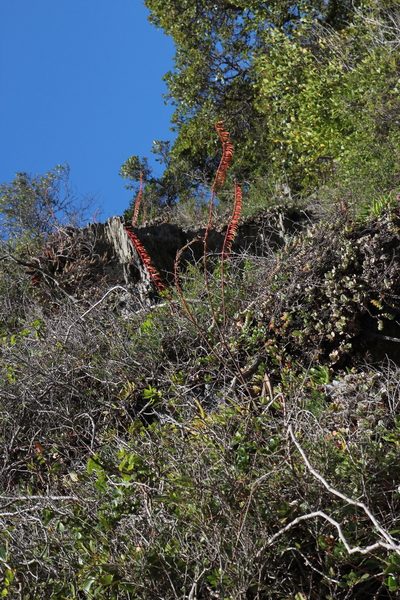 Gasteria polita, photographed by Tony Rebelo