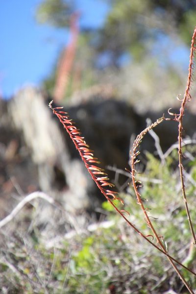 Gasteria polita, photographed by Tony Rebelo