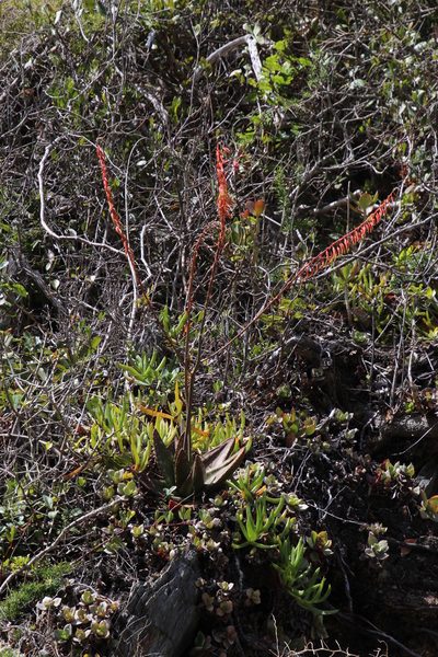 Gasteria polita, photographed by Tony Rebelo