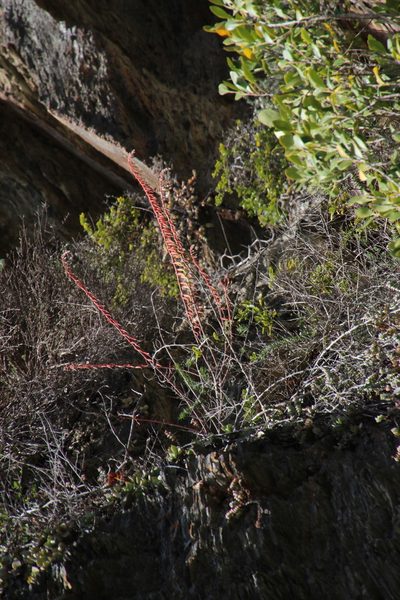 Gasteria polita, photographed by Tony Rebelo
