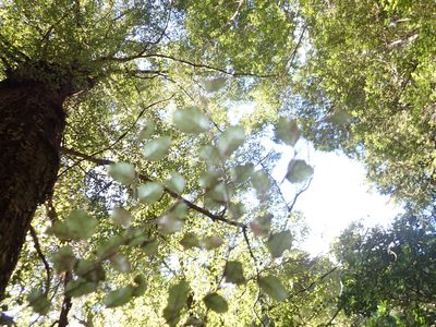 Nothofagus truncata, photographed by Tony Wills
