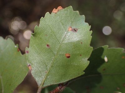 Nothofagus truncata, photographed by Tony Wills